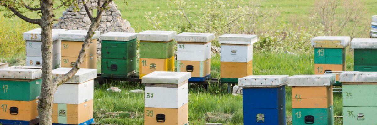 Bienenhotels + Bienenbeuten für Imkerei selbst bauen: Pro &amp; Contra - Bienenhotels + Bienenbeuten für Imkerei selbst bauen: Pro &amp; Contra