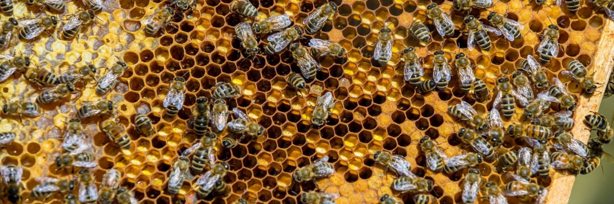 Entdeckelungsmaschinen beschleunigen die Honiggewinnung - Entdeckelungsmaschinen beschleunigen die Honiggewinnung