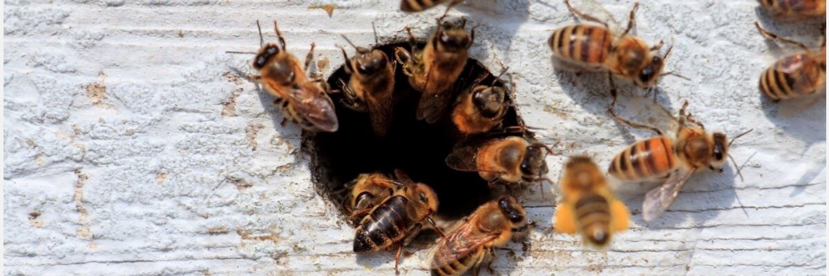 Bienenfutter &amp; Futtergeräte für ein gutes Gedeihen der Bienen - Bienenfutter &amp; Futtergeräte für ein gutes Gedeihen der Bienen