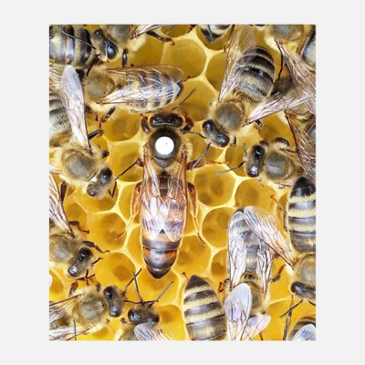 Bild Bienenköniginnen