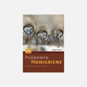 Phänomen Honigbiene, Tautz