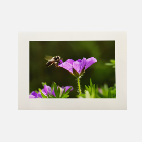 Photo-Grußkarte Blütenflug