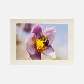 Photo-Grußkarte Pollensammlerin