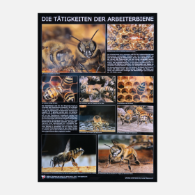 Poster "Die Tätigkeiten der Arbeiterbiene"
